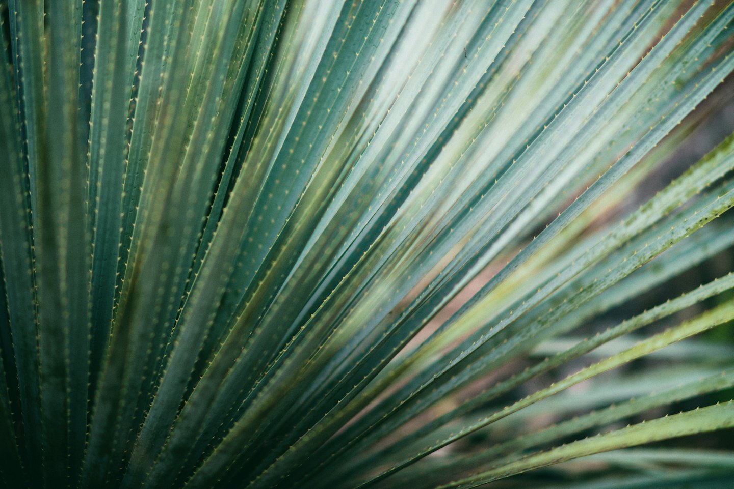 Spiky blue-green succulent leaves fanning out diagonally.